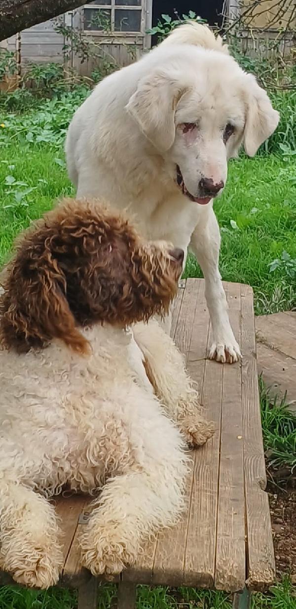 VITA, cagnolona dolcissima in cerca di una bella famiglia Foto 5